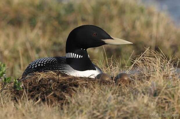 White-bellied Diver/Yellow-billed Loon (Gavia adamsii) | Sea birds,  Animals, Loon