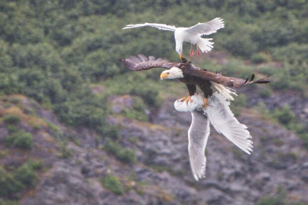 3. «Воздушный бой» на Аляске Прикольные фото, животные, чудеса