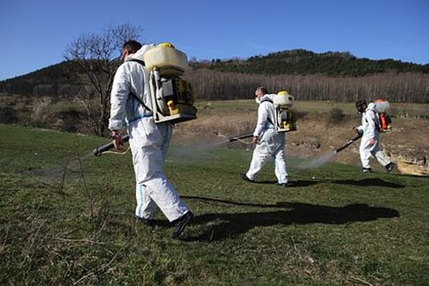 В России заметили клещей‑гигантов Hyalomma — энтомолог предупредил