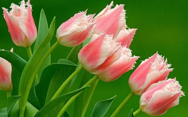 Тюльпан - цветок любви (легенды и интересные факты)