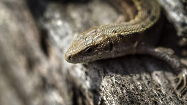 Россиянам назвали два случая, когда змея может попытаться укусить человека