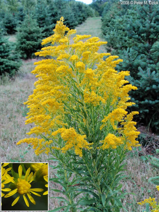 Solidago gigantea