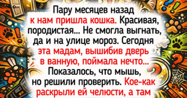 15+ зимних историй, которые поймет каждый, кто имел дело с котиками