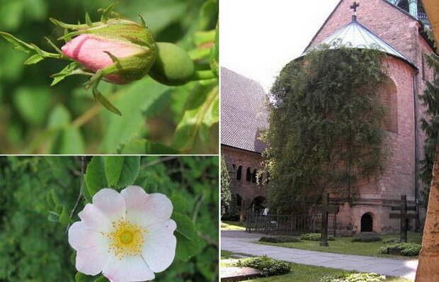 Тысячелетняя роза Хильдесхайма - уникальная природная достопримечательность.