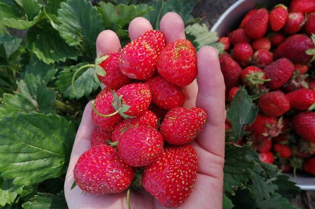 Садовод Туманов рассказал, чем подкормить клубнику и голубику для урожайности