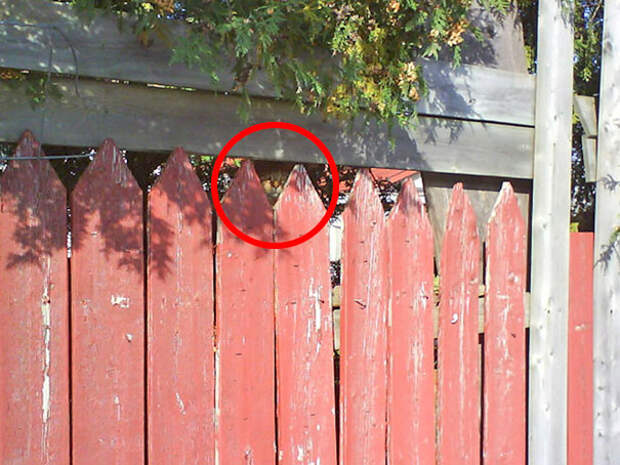 find-hidden-cat-camouflage-hide-and-seek-catouflage-173
