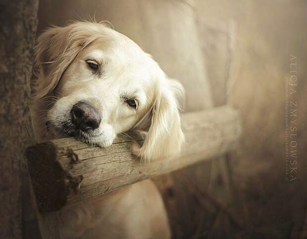 dogs_photo11