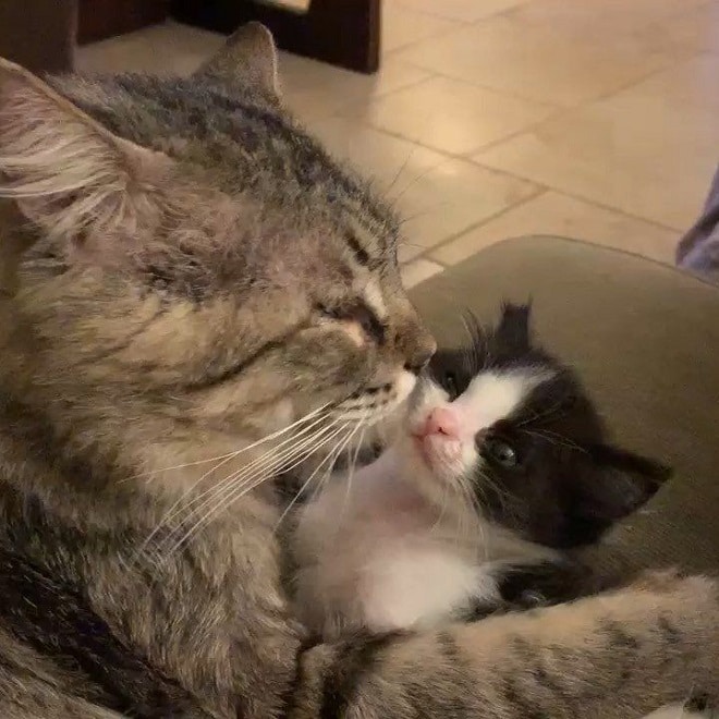 Котенок в объятиях кота Кот обнимает котенка