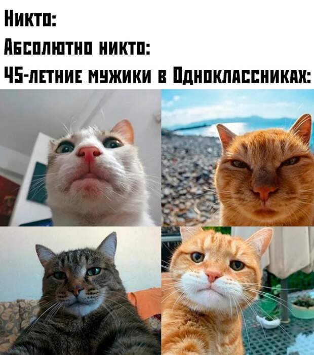 kartinok-prikolnyh-podborka-kartinki-smeshnye-kartinki-fotoprikoly