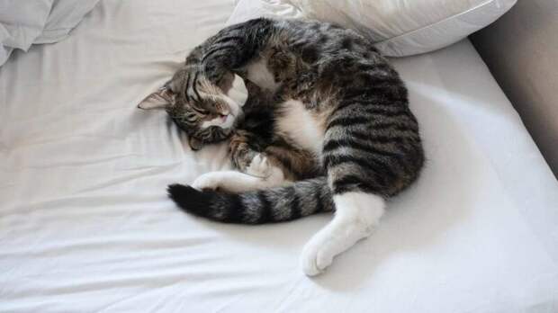 Сон в кровати животные, коты, привычки