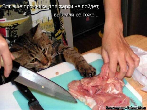 Свежая котоматрица (33 фото)