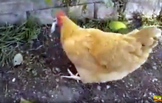 Как курица охотится на мышей: удивительное видео!