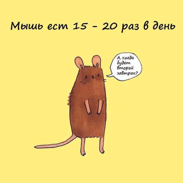 мышь