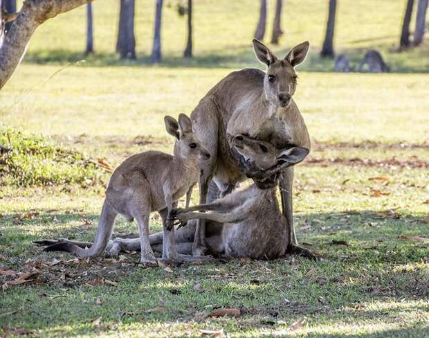 kangaroo-last-moments-joey-evan-switzer-australia-1