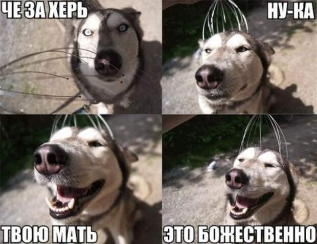 Забавные фотомемы (24 шт)