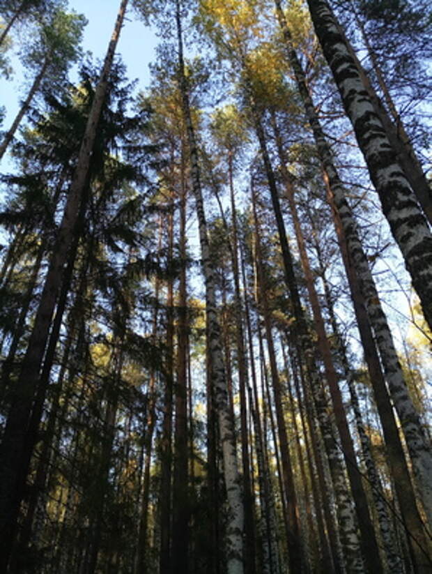 Фото на камеру Meizu MX6