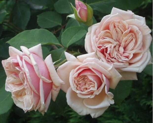 розовые розы лучшие сорта