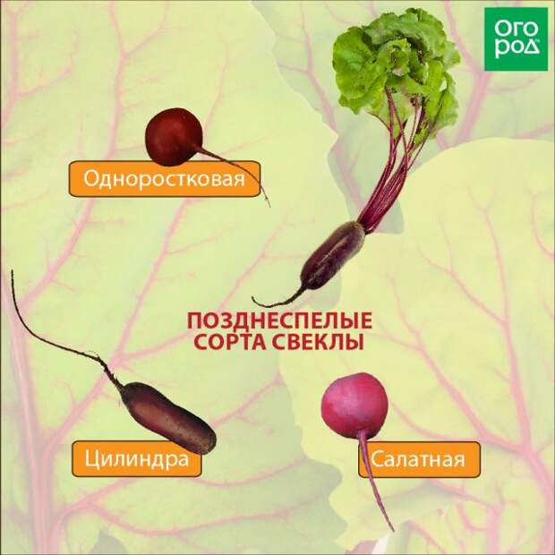 Позднеспелые сорта свеклы