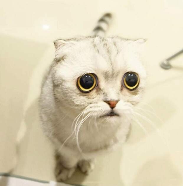 Литл Пи (Little P) grumpy cat, животные, коты, кошка, кошки, мем, сердитая кошка, фото