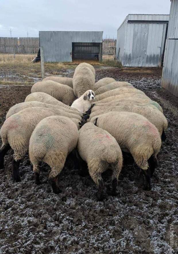 Прикольные фотографии - утренний выпуск 