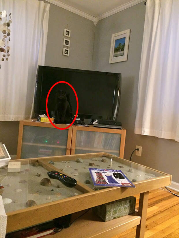 find-hidden-cat-camouflage-hide-and-seek-catouflage-149