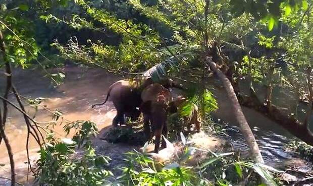 спасение слонёнка, слоны благодарны, спасение слонёнка видео, спасатели спасли слона