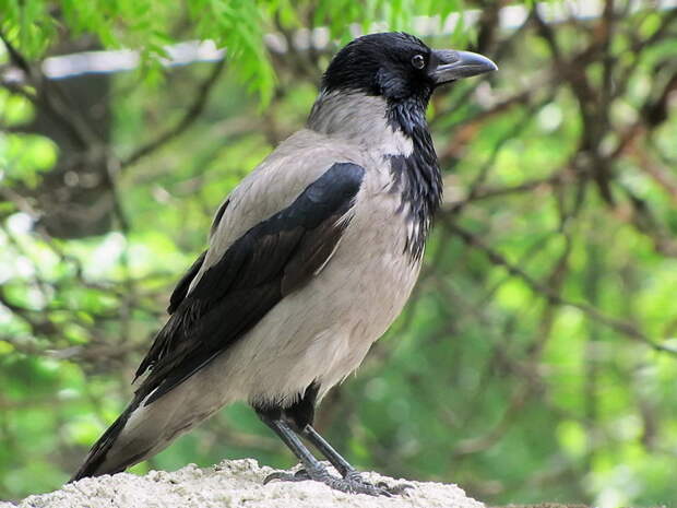 Corvus Sapiens? животные, факты