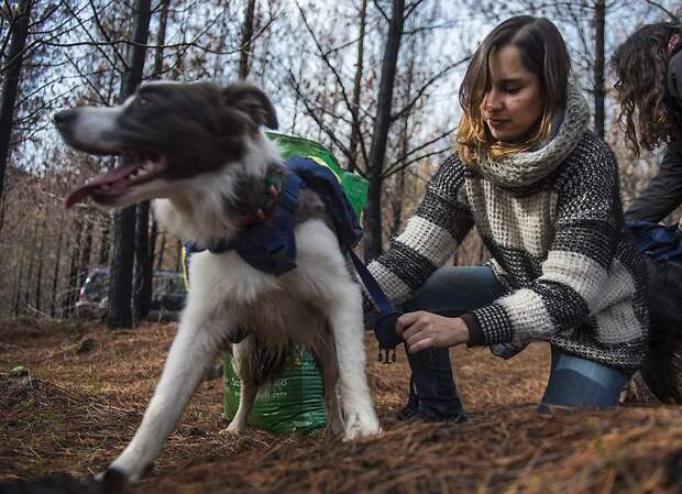 После пожаров в Чили леса восстанавливают с помощью собак