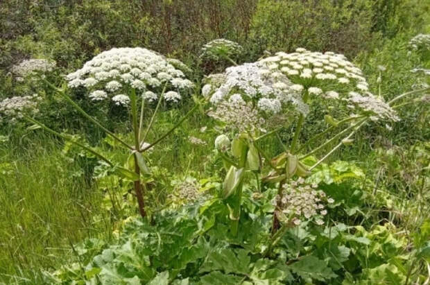 Терапевт Сысоева предупредила, что сок борщевика может вызвать слепоту
