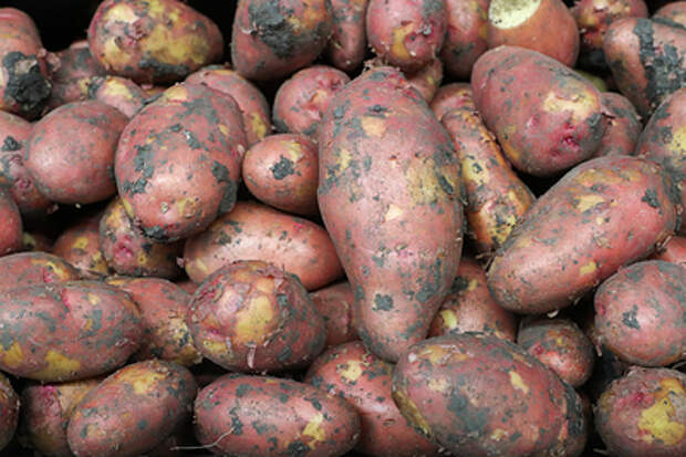 В России вывели сою и картофель, которые смогут выжить в Сибири