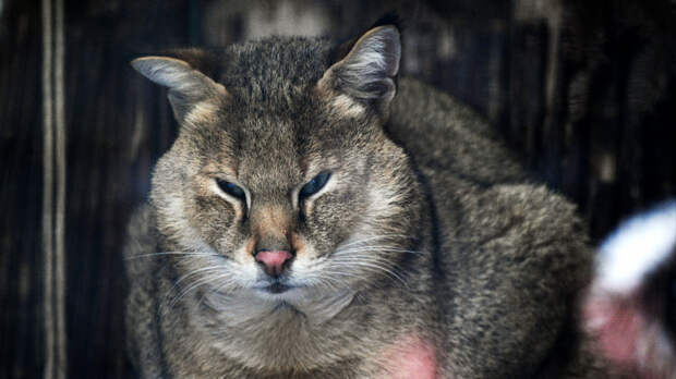 Суд Москвы запретил продавать краснокнижного камышового кота
