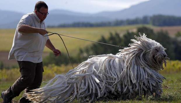 Самые крупные и тяжёлые породы собак в мире