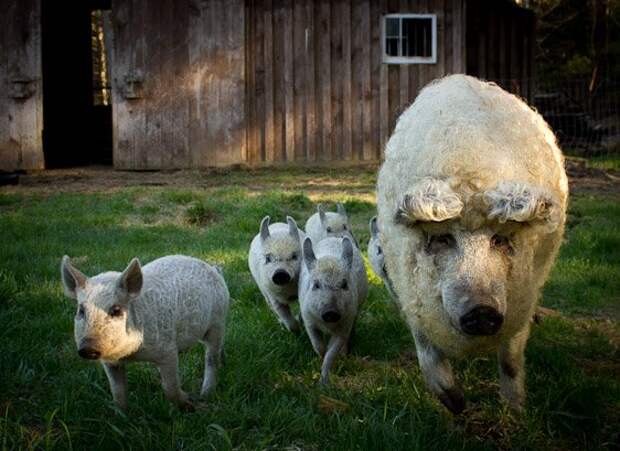 Свиньи породы венгерская пуховая мангалица. Фото