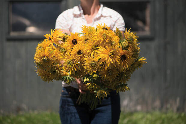 Рудбекия Глориоза "Махровая ромашка" (Rudbeckia Gloriosa Double Daisy)