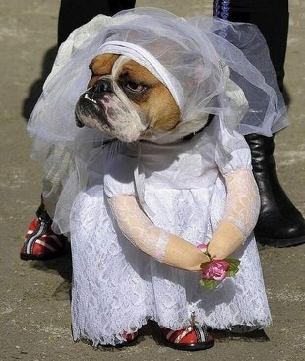 Свадьба - самый счастливый день в жизни женщины животные, картинки, костюмы, мой хозяин идиот