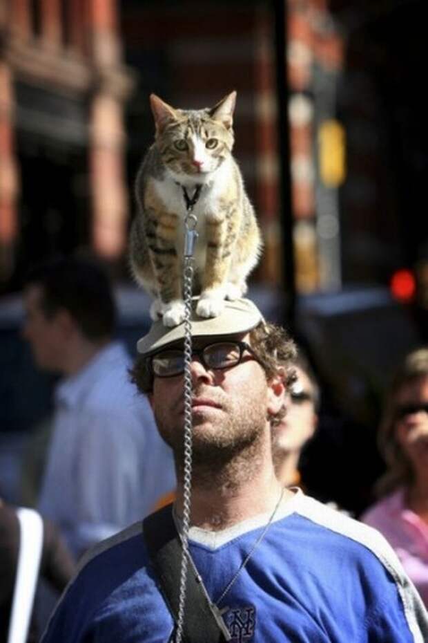 Коты на человеческих головах
