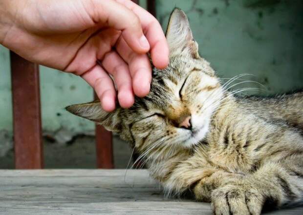 Любая кошка умеет мурлыкать животные, коты, прикол, юмор