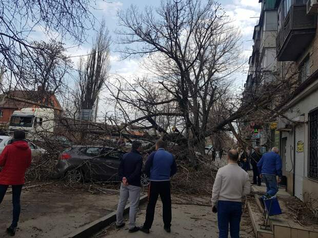 В Ростове рухнувший огромный тополь раздавил сразу несколько автомобилей