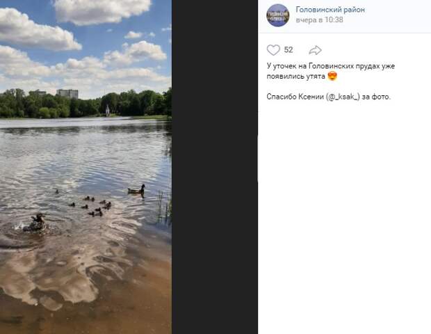 Фото дня: утки Головинского выгуливают потомство