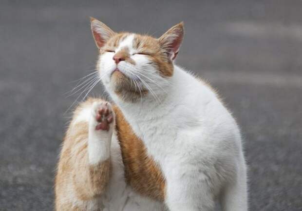 12 движений кота, которые помогут понять, что же он хочет