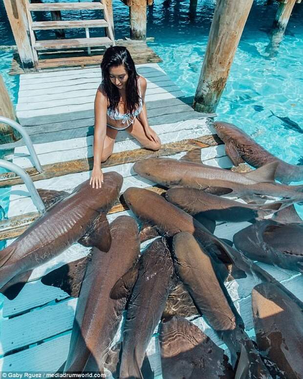 Модели устроили фотосессию с акулами акулы, акулы-няньки, багамы, модели, необычный случай, рекламная съемка, съемка с акулами, фотосессия