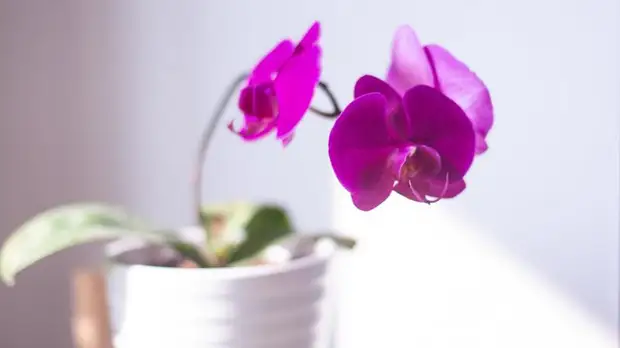 Цветочные магазины в Петербурге столкнулись с дефицитом импортных растений