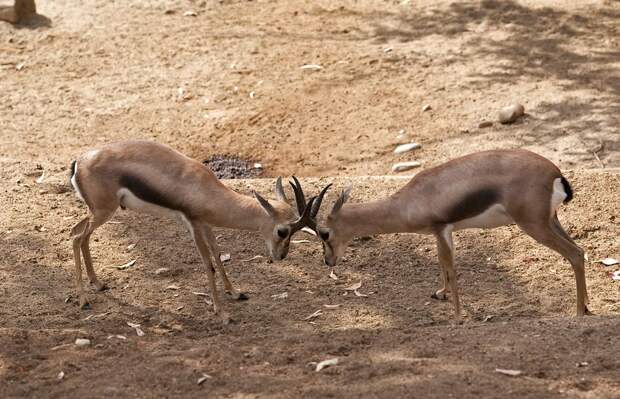 https://savageworld.ru/images/animals/gazella-gutturosa-wikimedia-org.jpg