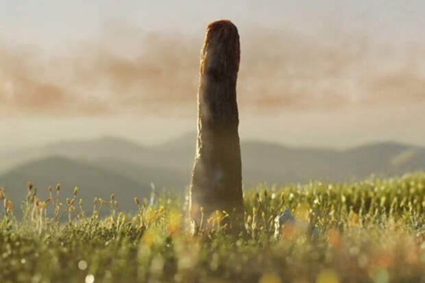 Science: загадочный Prototaxites не оказался ни грибом, ни растением