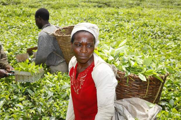 Было ваше, станет наше: Африканский клан оспаривает сделку Lipton, продавшей плантации в Кении