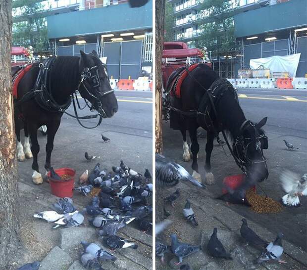 Лошадь угостила птиц своим кормом, рассыпав его на дорогу.