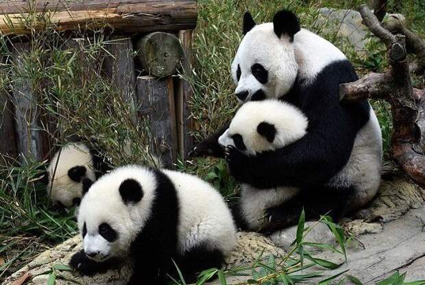 Панды-тройняшки встретили китайский новый год животные, забавные зверята, китай, китайский новый год, панды, праздник, тройняшки, угощение