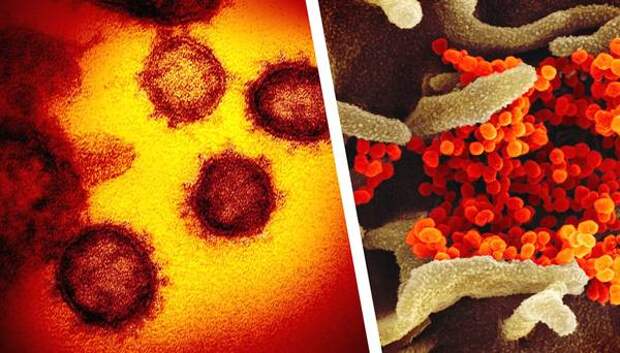 Россия обогнала Китай по коронавирусу, а в мире число инфицированных превысило 3 млн