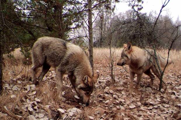 Волки Животные правят Чернобылем, животные в чернобыле, зона отчуждения