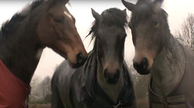 Встреча лошадей после долгой разлуки тронет даже самое суровое сердце! Любовь, встреча друзей, дружба, животные, лошади, нежно, нежность, трогательно